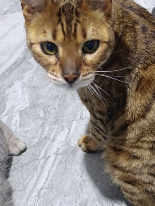 Bangal mushuk srochno sotiladi