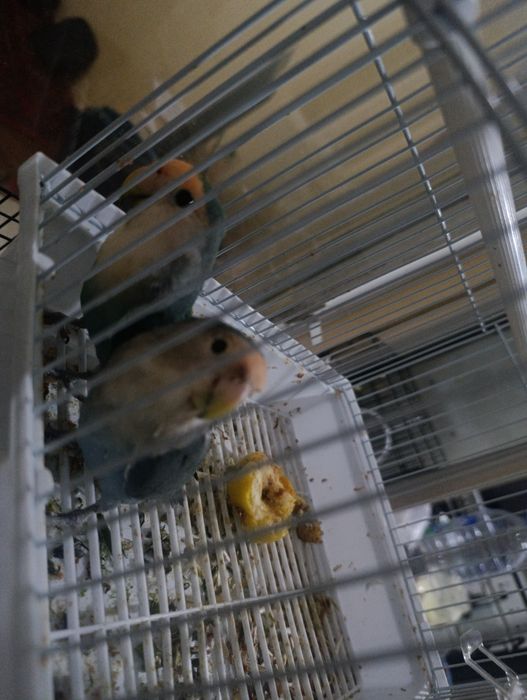 Nedurushka papugay sotiladi