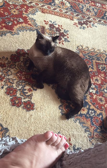 Отдам кошку в добрые руки