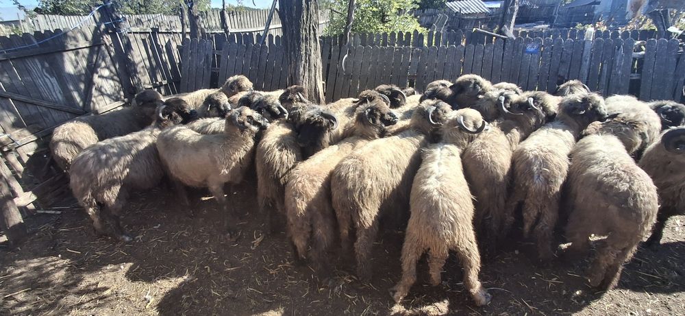 Animale de vanzare.