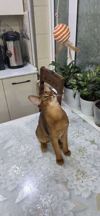 Продам:  Абиссинский кошка