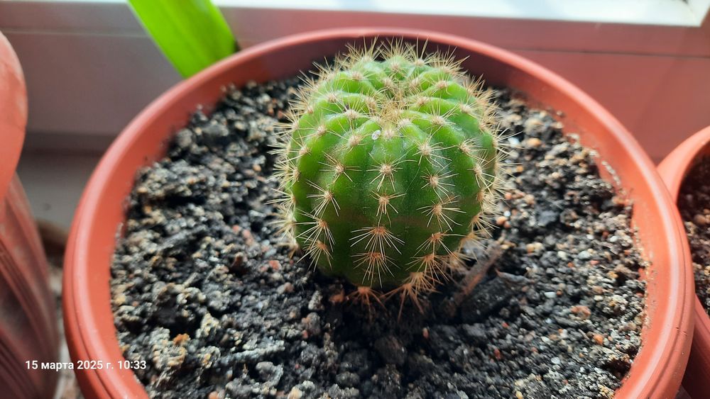 Кактусы и побеги, Турксибский район