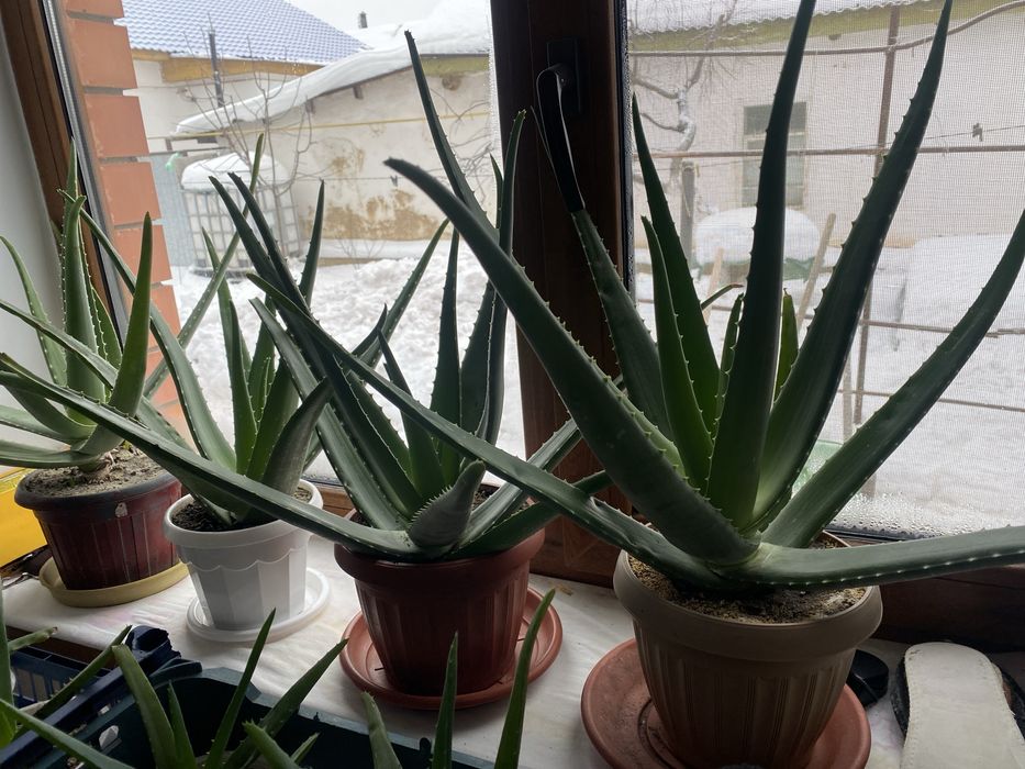 Комнатные растения Алоэ