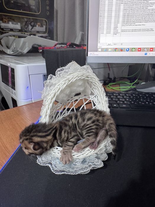 Продам бенгальских котят