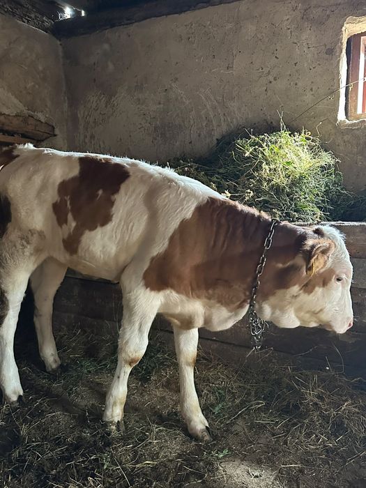 Bălțată românească cu vitea