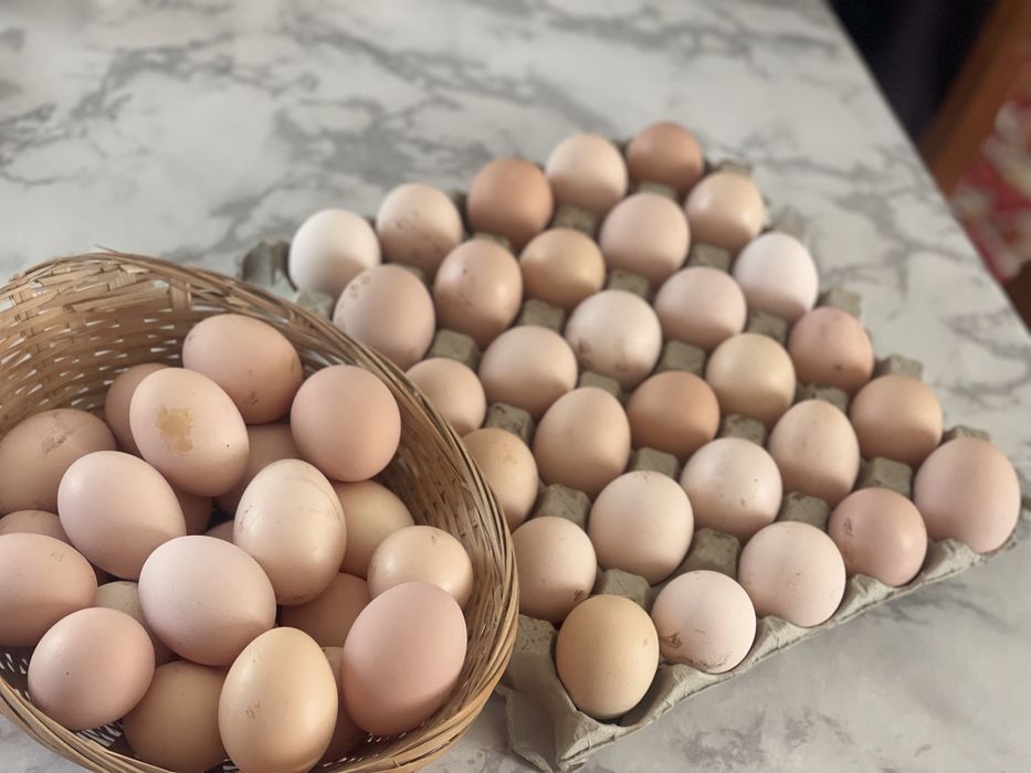 Oua pentru incubat