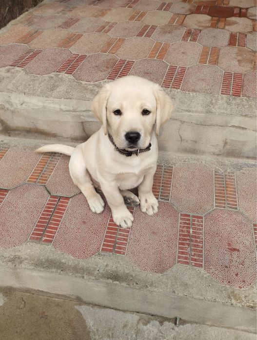 Лабрадор продаётся