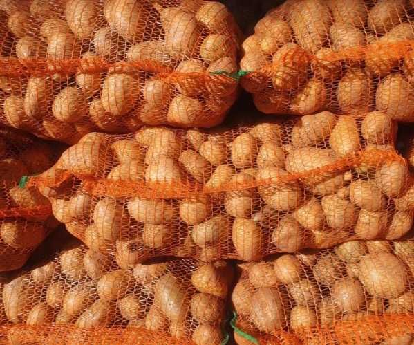 Cartofi consum Carrera