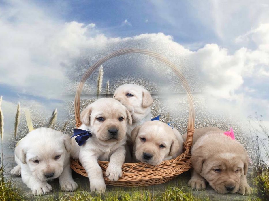 Щенки лабрадора ретривера