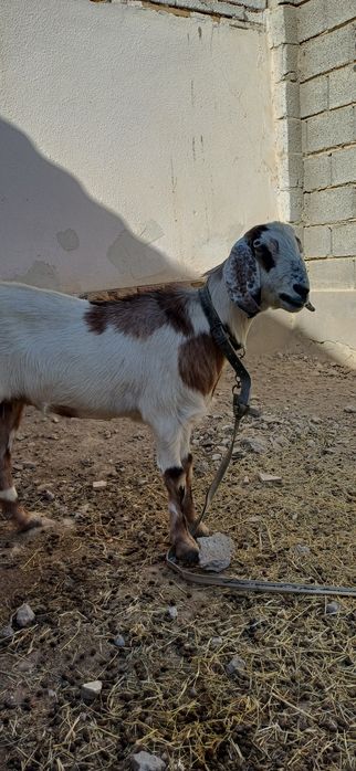 Коза ешкі породисты