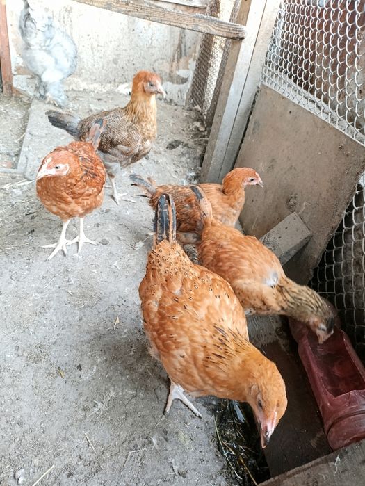 Кучинский Балапандар 3 айлық