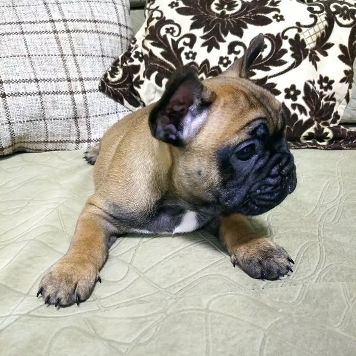 Французский бульдог