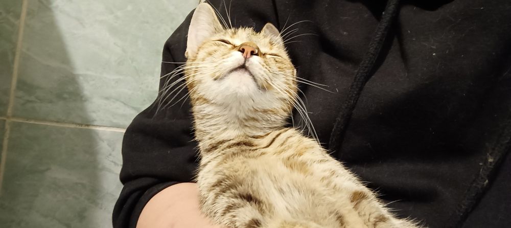 Pisică pentru adopție  Brașov