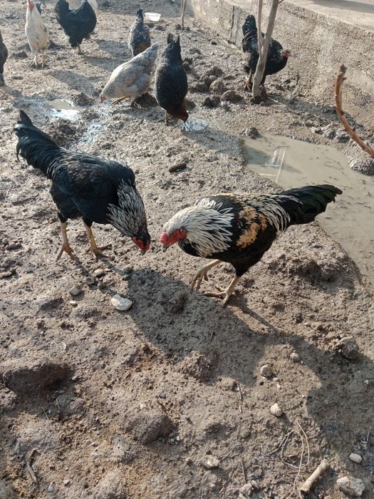 Zotli baquvvat va chiroyli Dakan Brama Qora Shahzoda sotiladi