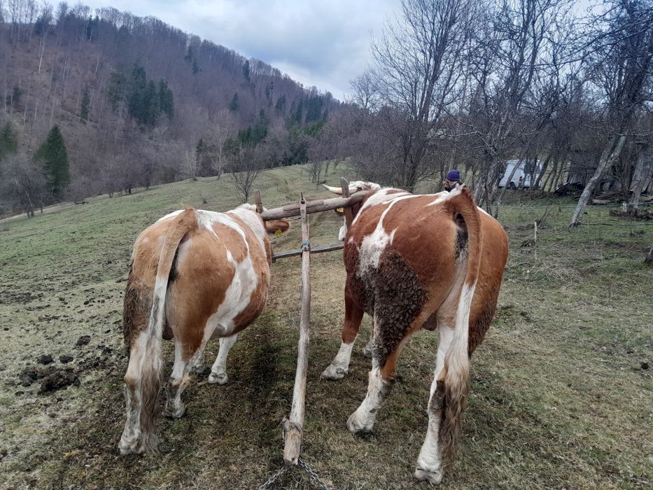 Junci de vânzare