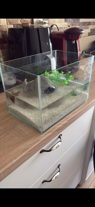 Acvariu + accesorii