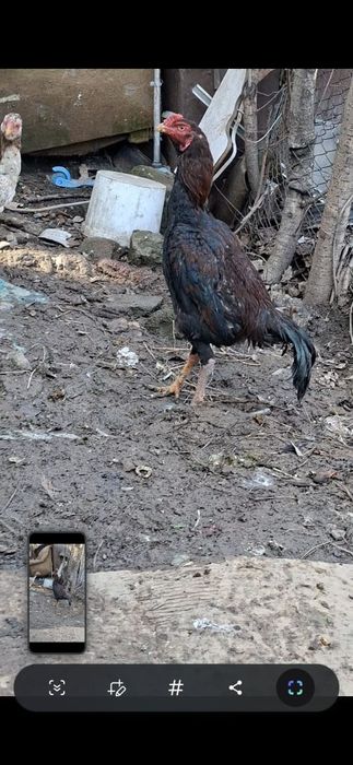 Дакан кораз сатылады