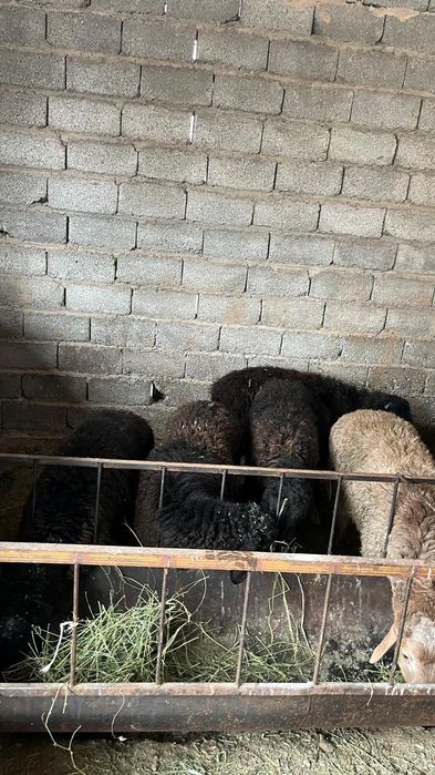 Қошқар. Қошқарлар.