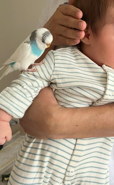 Продаем волнистого попугая Кузя