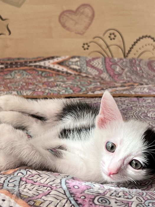Отдам котенка в добрые руки