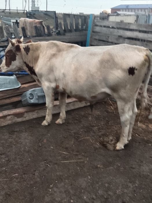Продам быков. Сатамын