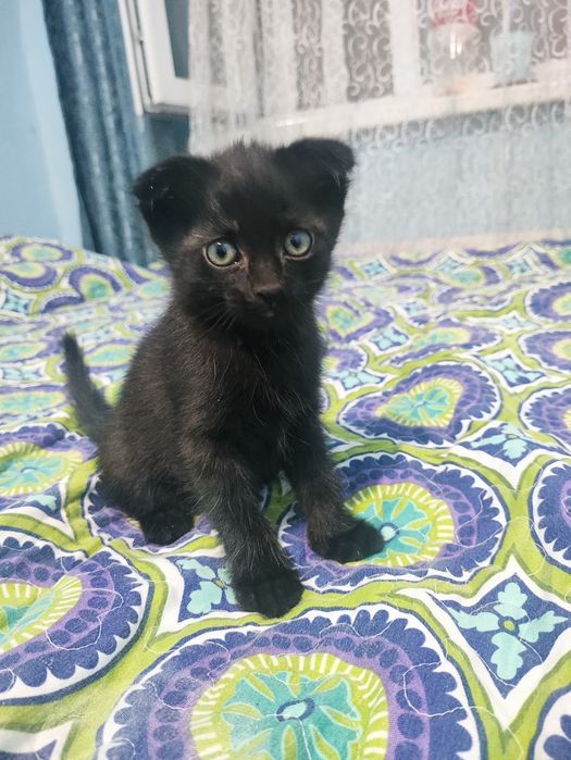 Продаются котята