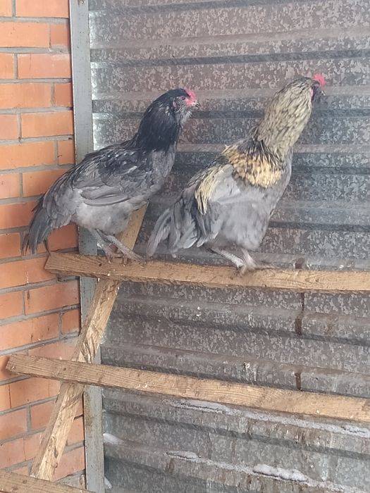 Продам петухов амераукано,брама.