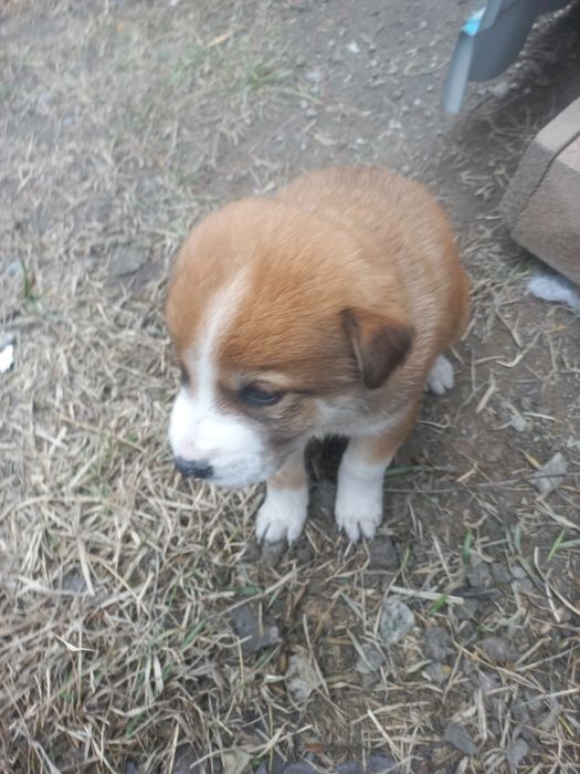 Отдадим щенят в  добрые руки