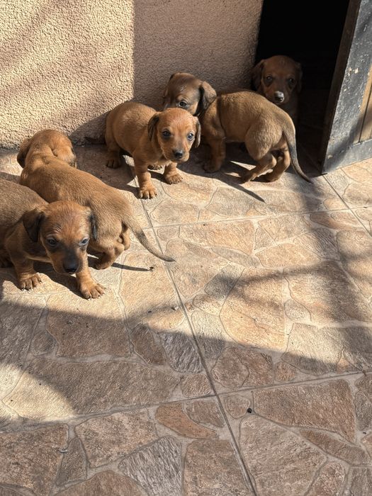 Дакели породости