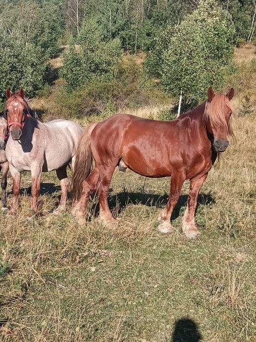 De vânzare 1 armăsar o manza si o iapa