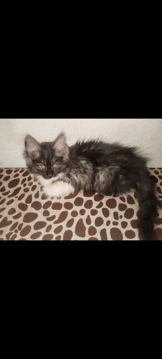 Потерялся котенок девочка
