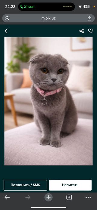 Scotish fold juyam aqilli mushuk скоттиш фолд