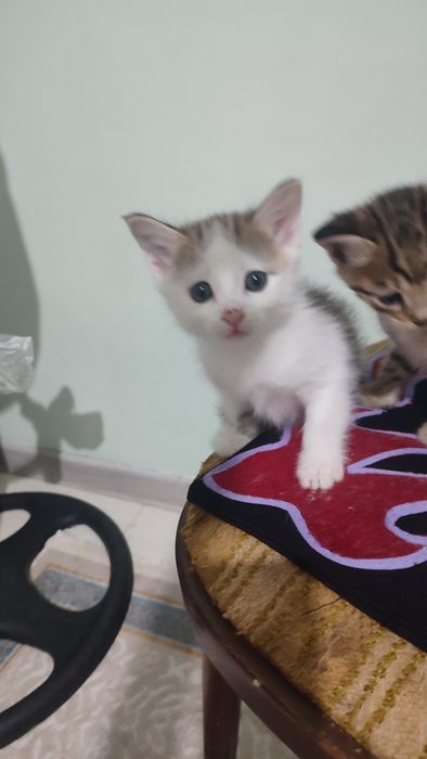 Продается очень красивые котята