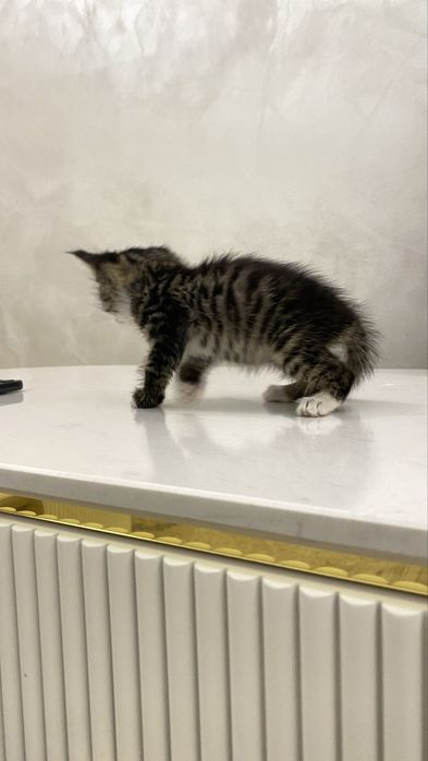Отдам кошечку хорошим рукам. Ему примерно 4 недели.