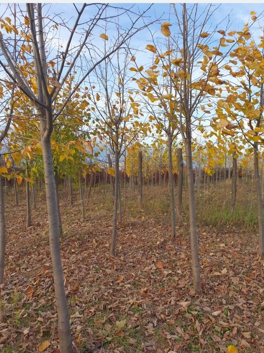 Katalpa Platan Tei Mesteacăn Carpen Leylandi Prunus