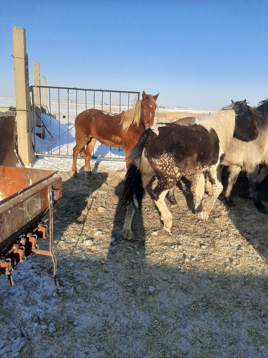 Продаются баиталдар