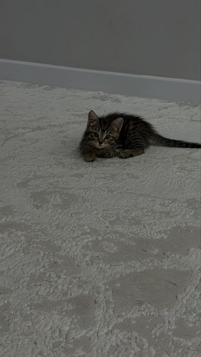 Котенок девочка!!!