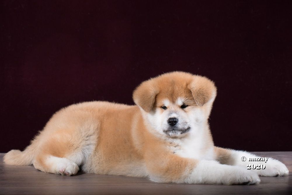 Кобель японской акиты ину