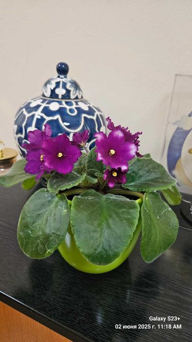 В продаже цветущие ФИАЛКИ