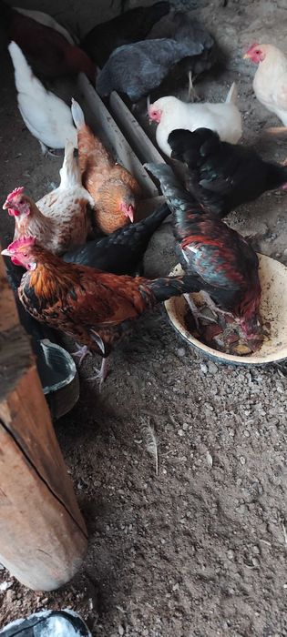 Товуқ хуроз Курицы Петухи