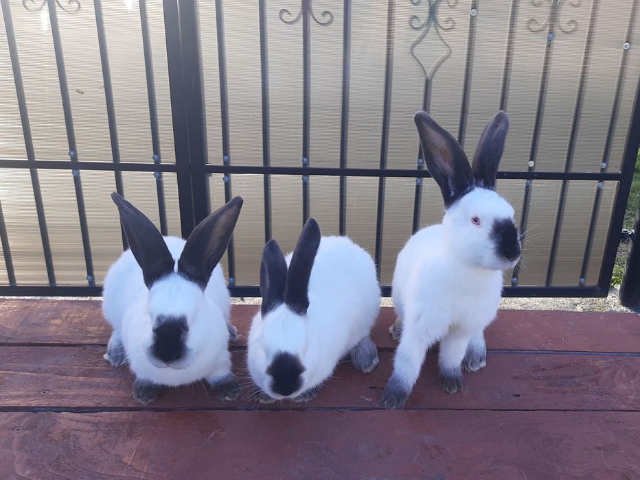 Iepuri Uriaș de Transilvania