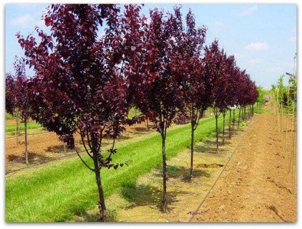 Слива писсарди оптом