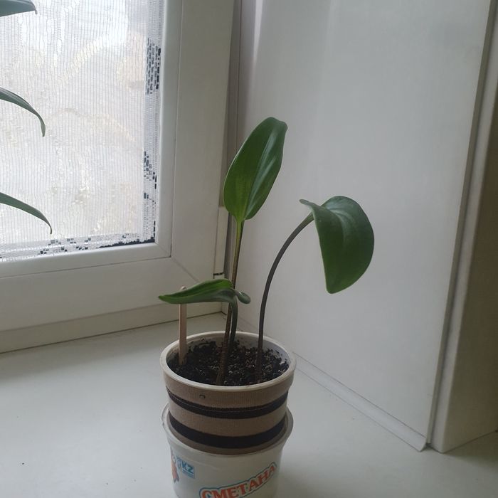 Продам комнатные цветы