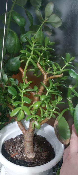 Денежное дерево продам