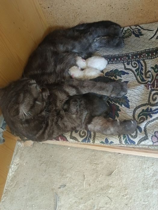 Животные домашние