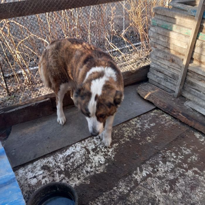 Отдам в добрые руки