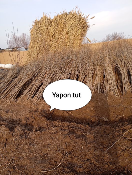 Yapon tut payvand qilingan kelshilgan holda sotiladi