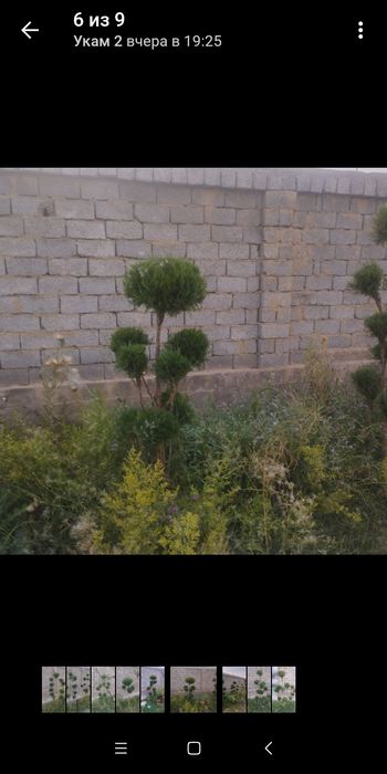 Арча бансай 100 сум  ссссс