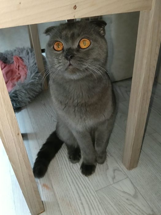 Отдам котика в добрые руки