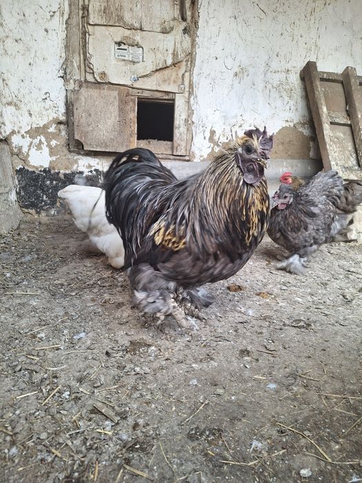 Петух карликовый